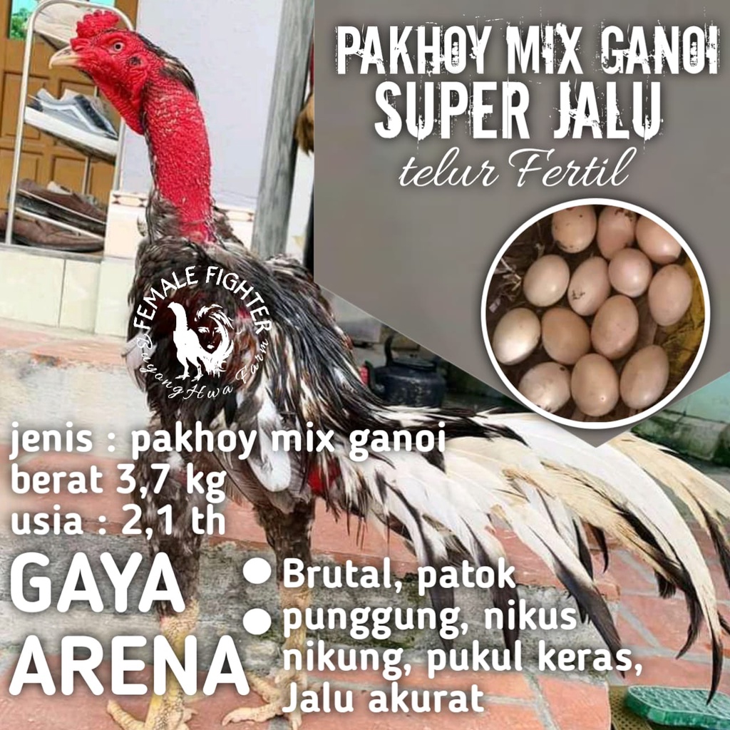 ayam bangkok telur fertil super aduan asli thailand pakhoy mix ganoi jalu speed akurat