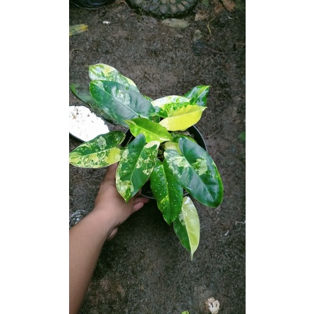 tanaman hias burlemax varigata - burlemax varigata