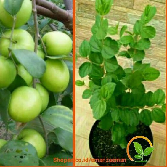 QKJA 1 Paket 2 Pohon Bidara Arab dan Apel Putsa India Spesial Order