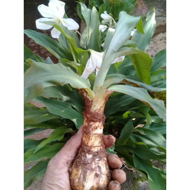 umbi amarilis putih/bunga bangkung putih murah