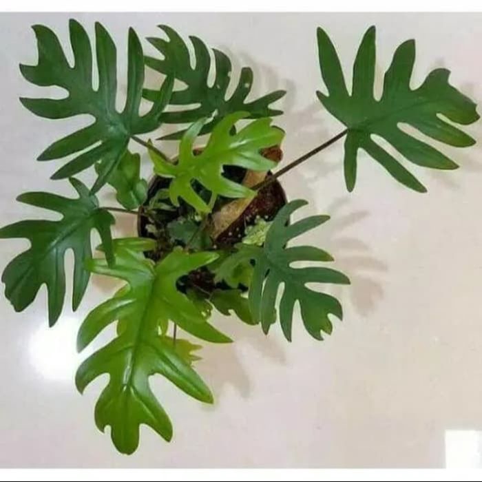 tanaman Hias Philodendron - Philodendron Mayoi - Philo Mayoi