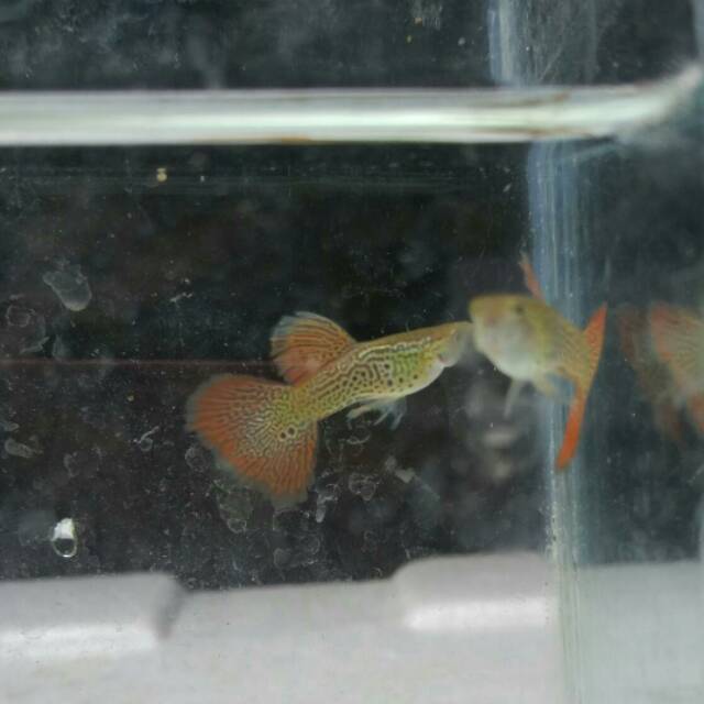 Paket guppy 4 jenis, afp, albino snakeskin glassbelly, red lace, purple lace