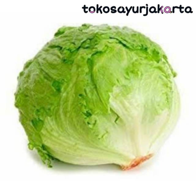 

Letuce Head 500 gr