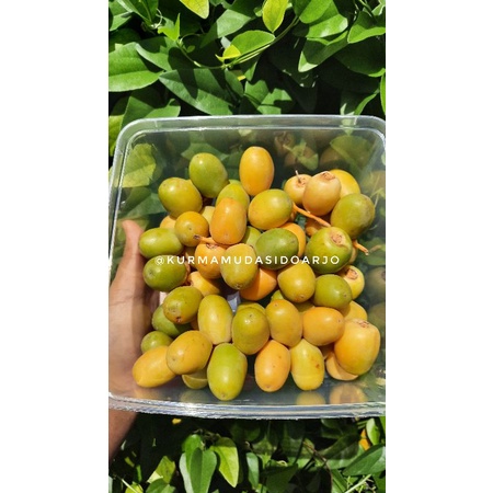 READY TANPA PO! KURMA MUDA PROMIL FRESH!