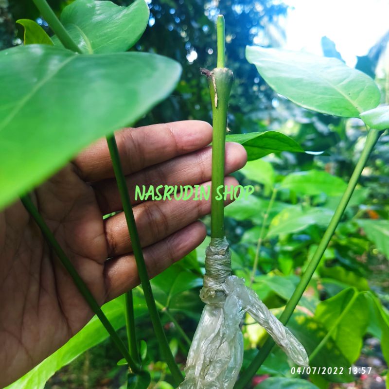 

[Fresh] BIBIT MELINJO ENTRES MELINJO SUPER (3 PUCUK) BIBIT MELINJO AMBON UNTUK OKULASI SAMBUNG PUCUK