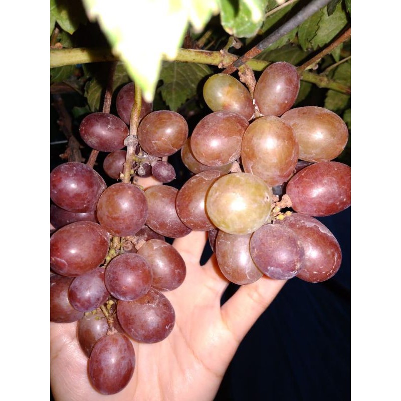 valid bibit anggur import  ninel&transfigurasi,jupiter