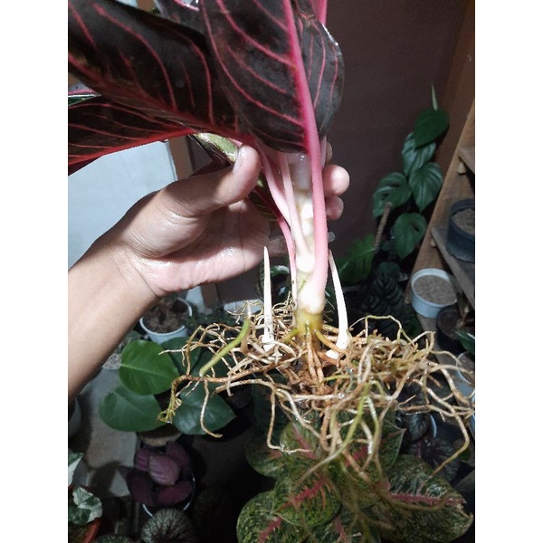 aglaonema aglonema red sumatra