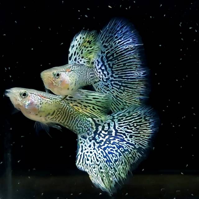 Guppy yellow cobra dewasa