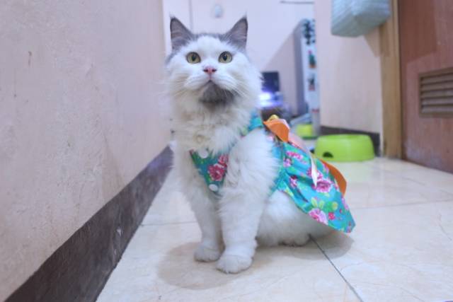 Dress ala korea lucu untuk kucing dan anjing / baju kucing murah size S-XL