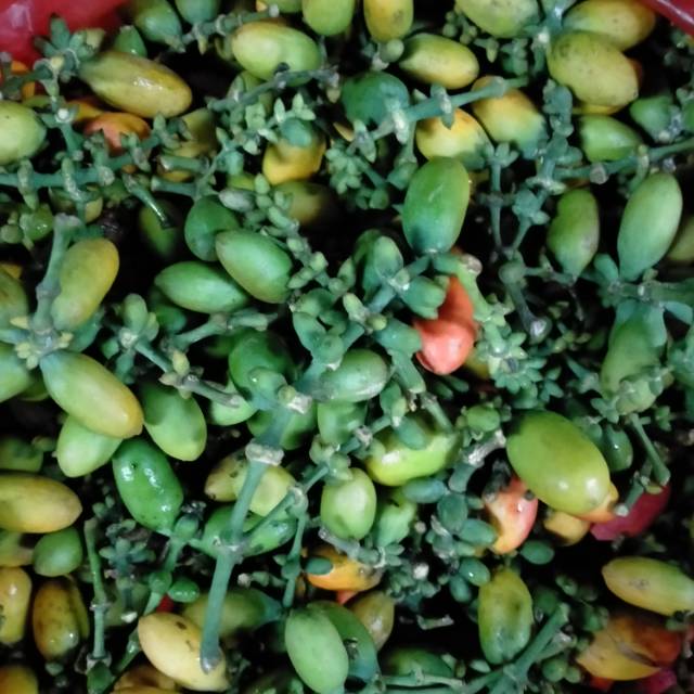

Buah melinjo muda