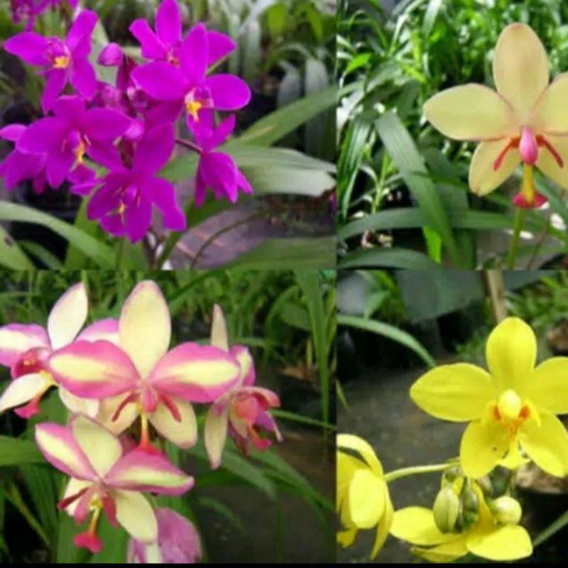 tanaman hias bunga anggrek tanah bibit tanaman hias anggrek tanah paket 4/bibit tanaman hias bunga a