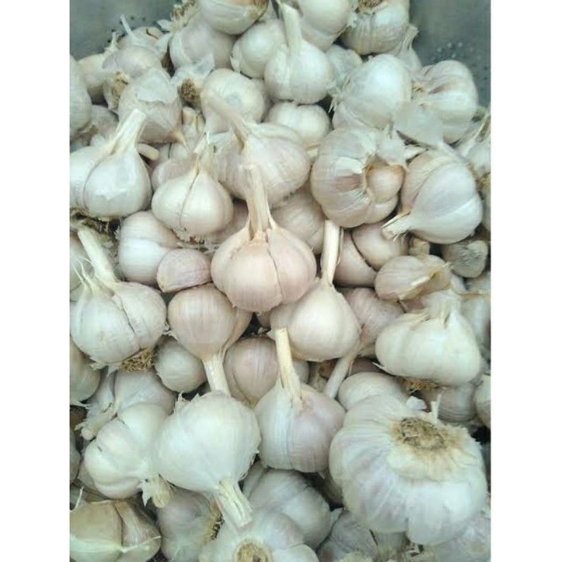 Bawang Putih Kating Promo 1 Kg Shopee Indonesia