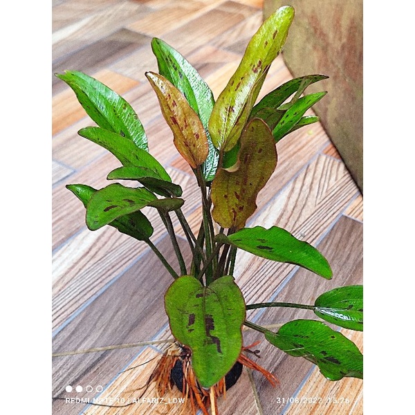 echinodorus red Rubin nerow media wabikusa tanaman aquascape