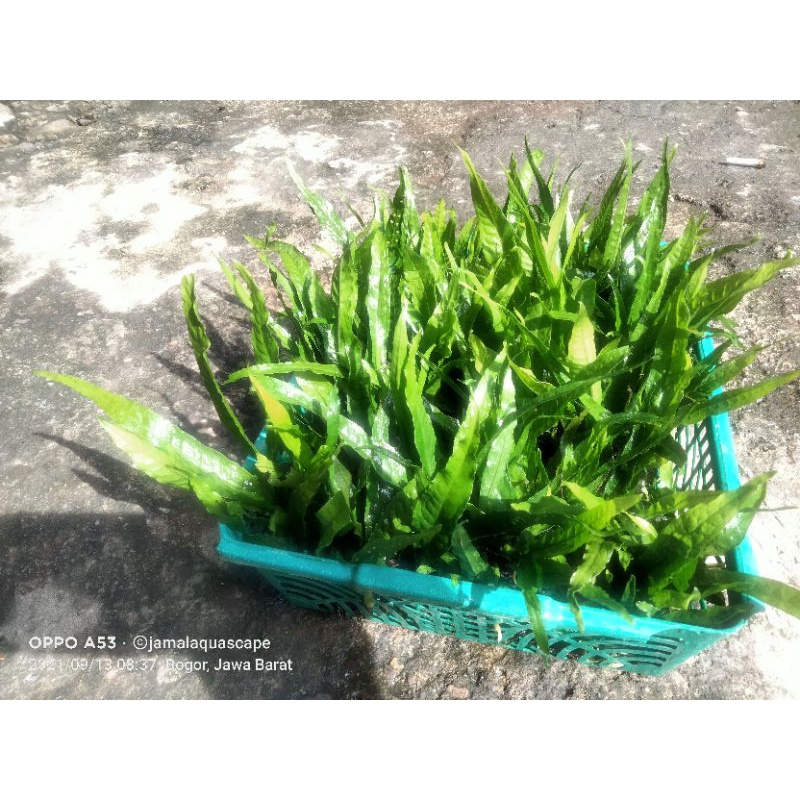 paket hemat Java fern -tanaman aquascape