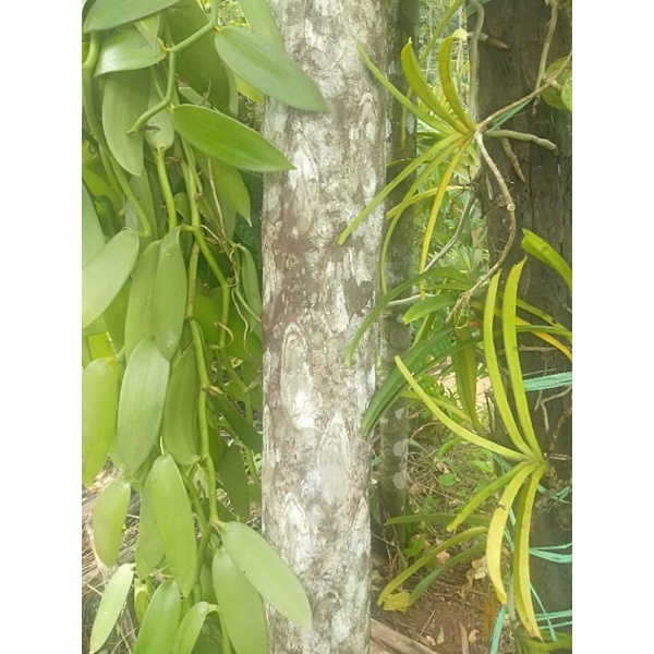 Gambar Batang Pakis Media Anggrek