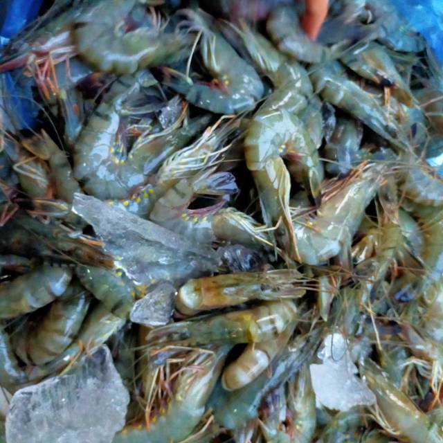 

UDANG WINDU SEGAR - 500gr. Kualitas bagus, dijamin segar dan berkualitas, 50-60 ekor per kg.