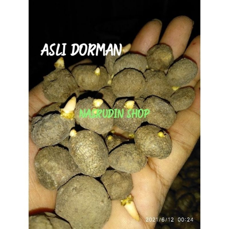 BIBIT PORANG / KATAK PORANG / BIBIT KATAK PORANG / KATAK DORMAN / AMORPHOPHALLUS KONJAC / BULBIL POR