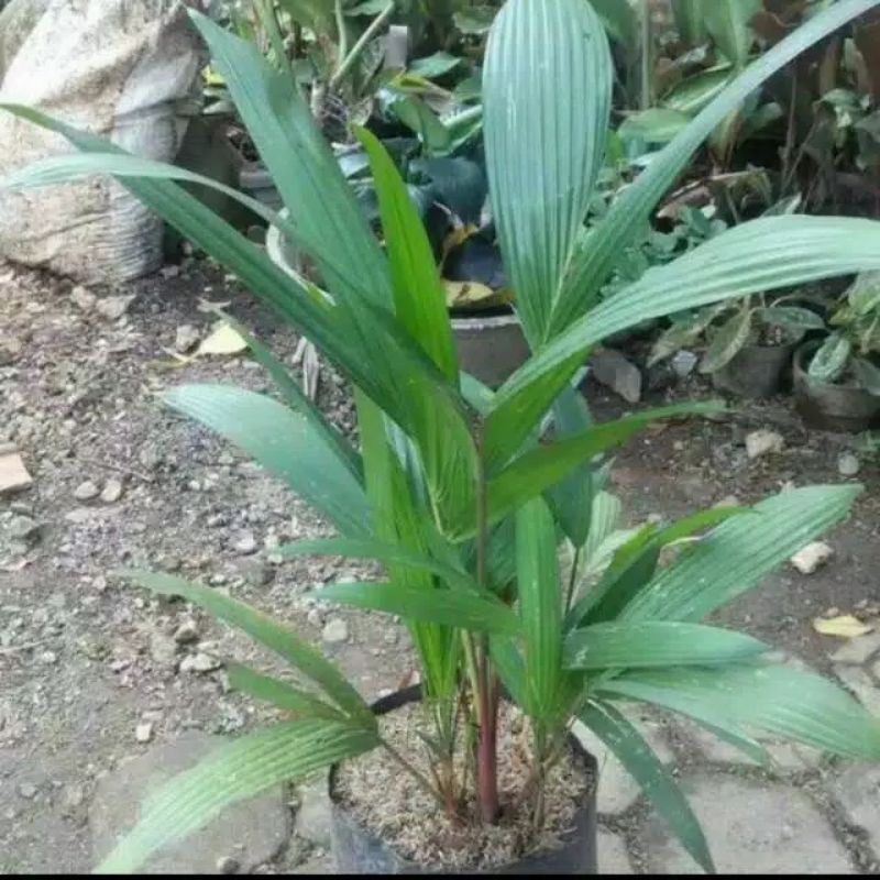 Tanaman hias palem merah--palem merah