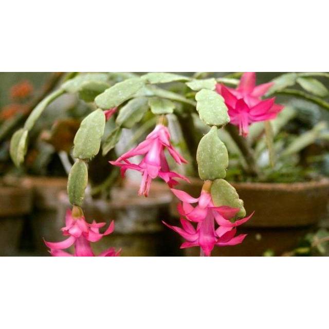 Tanaman hias bunga wijaya kusuma kepiting / tanaman bunga wijaya kusuma / tanaman hias wijaya kusuma