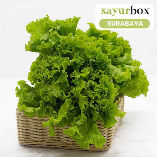 

Selada Keriting Conventional 1 kg (Sayurbox) - SURABAYA