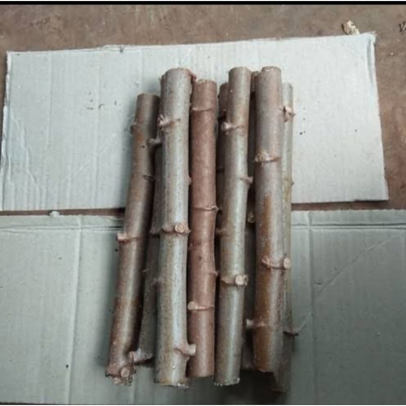 batang ketela pohon super bibit ketela pohon