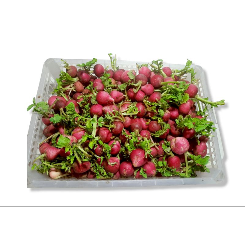 lobak merah/red radish 250 gram