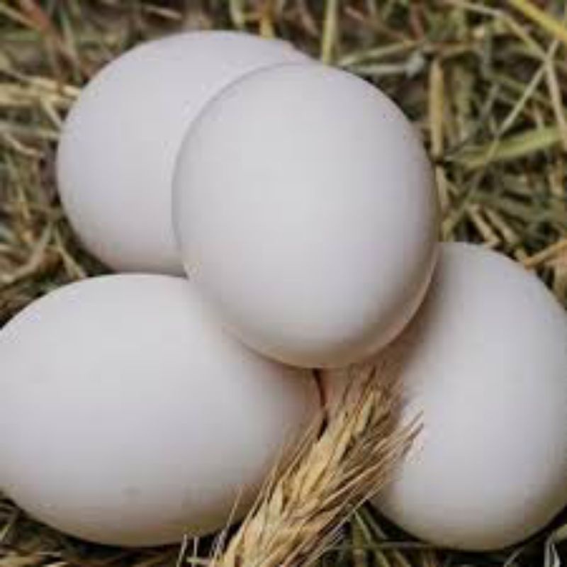 

telur entok