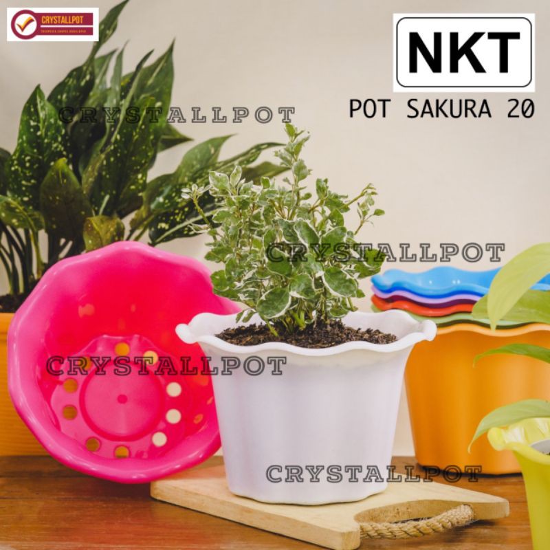 Pot bunga tanaman warna warni nkt sakura 20cm model mawar - nkt sakura