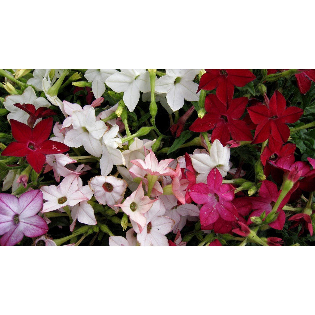 Benih Bibit Biji - Nicotiana Alata Sensation Mixed Flowering Tobacco Seeds - IMPORT