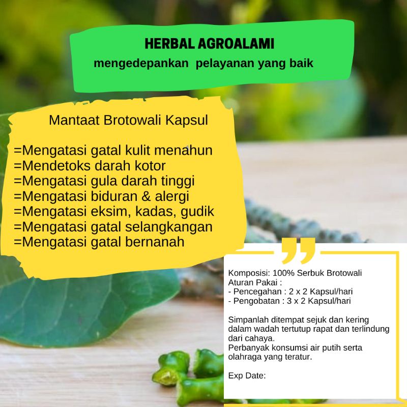 kapsul Jamu Brotowali obat gatal kulit eksim alergi biduran herbal daun jamu suplemen kesehatan isi 50 kapsul