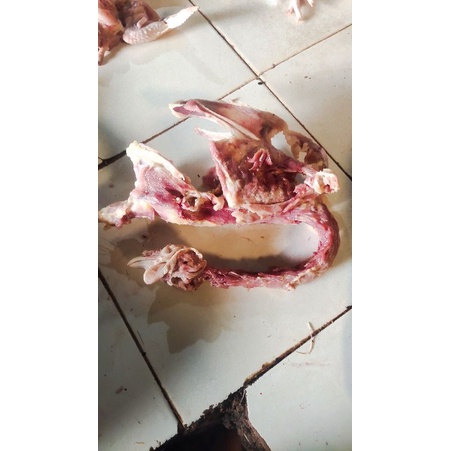 

TULANGAN AYAM TUA / AYAM KERAS , 13RB 3PCS UTUH