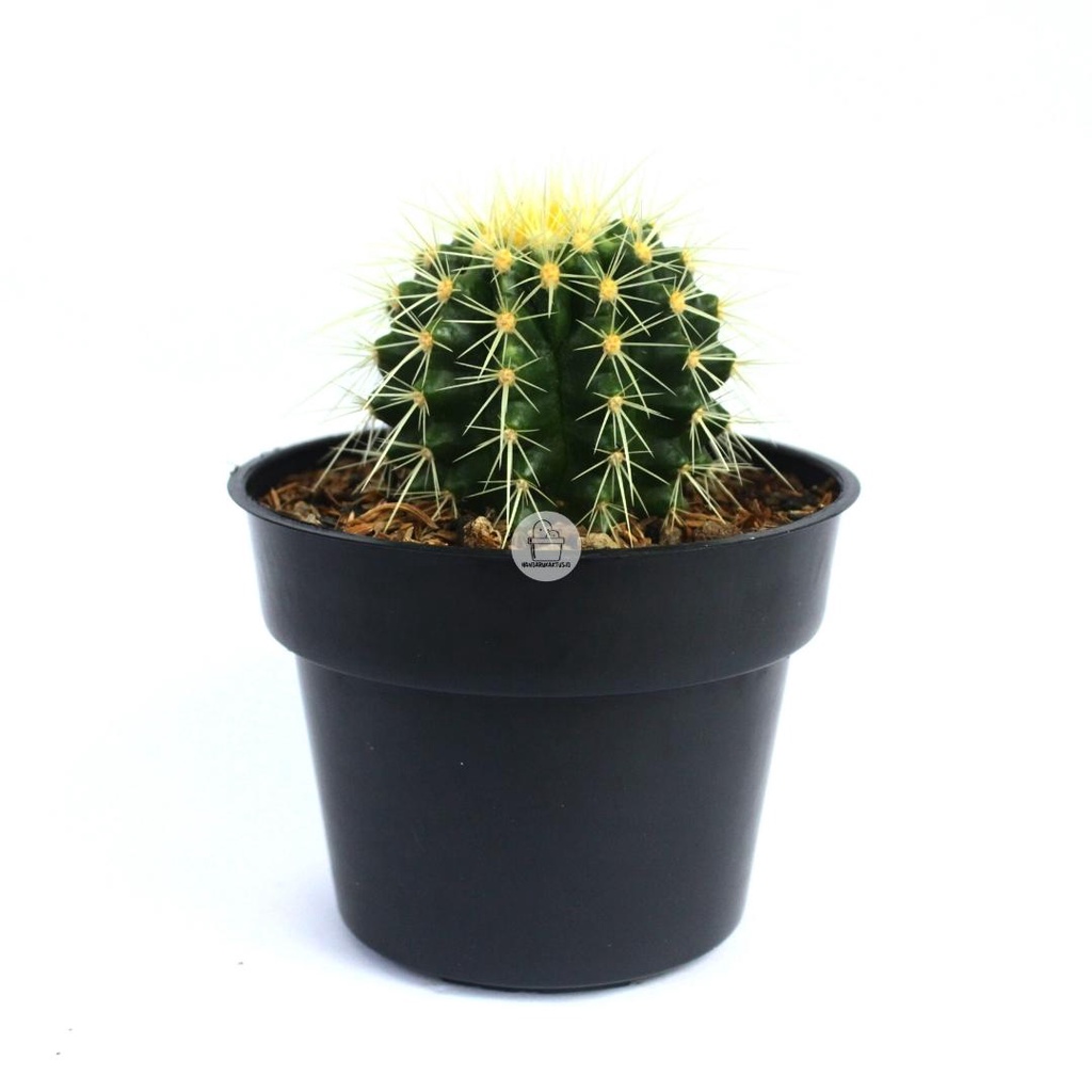 Kaktus Golden Barrel (Golden Barrel Cactus)