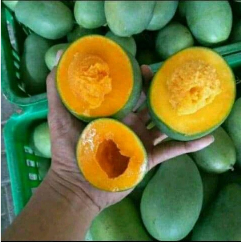 

5 kg/ 1 dus mangga alpukat clonal 21 manis fress baru petik langsung dari kebun