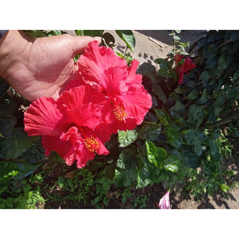 Bunga Sepatu / Hibiscus Double Red (Merah Tumpuk) bunga Jumbo