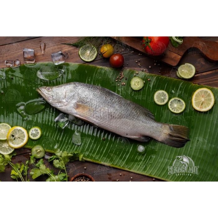 

Fisho | Ikan Kakap Putih | Fresh Ready stock