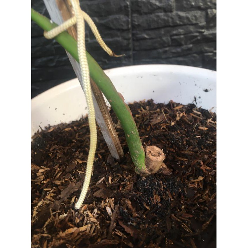 Diskon Khusus ☋ Monstera variegata deliciosa benih bibit bonggol ❃