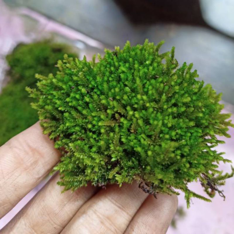 Java moss Spec Darat Buat Paludarium