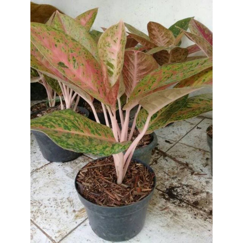 aglaonema big roy