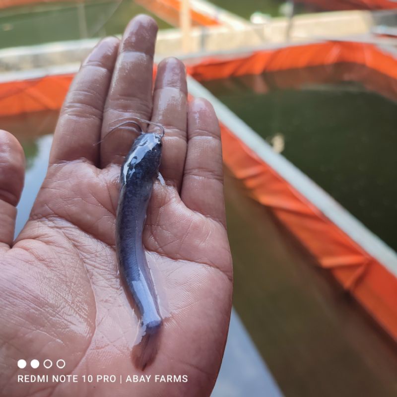 Bibit Lele 7-8 Cm Sangkuriang & Mutiara