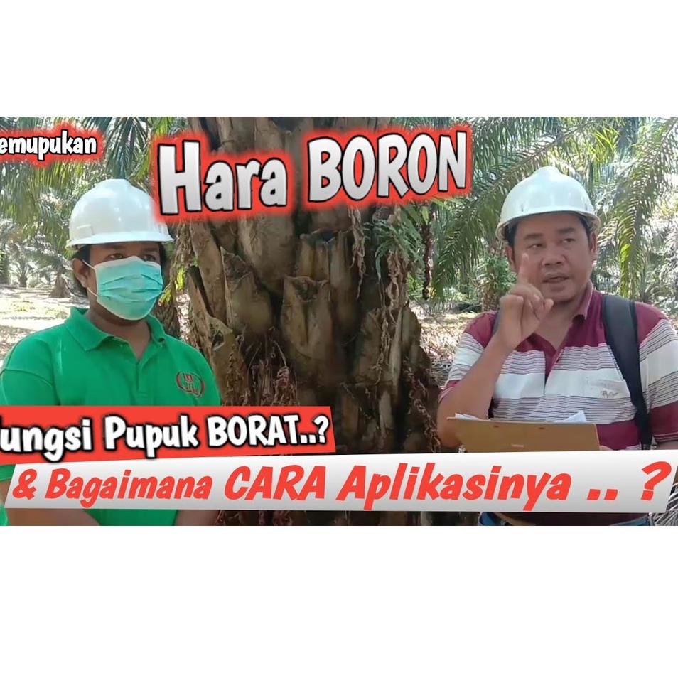 [MGSE84875] ❤️ Albani ❤️ Pupuk Borate Cap Tawon - Pupuk Perkembangan Tanaman - Pencegah Kerdil - Borate - Borat
