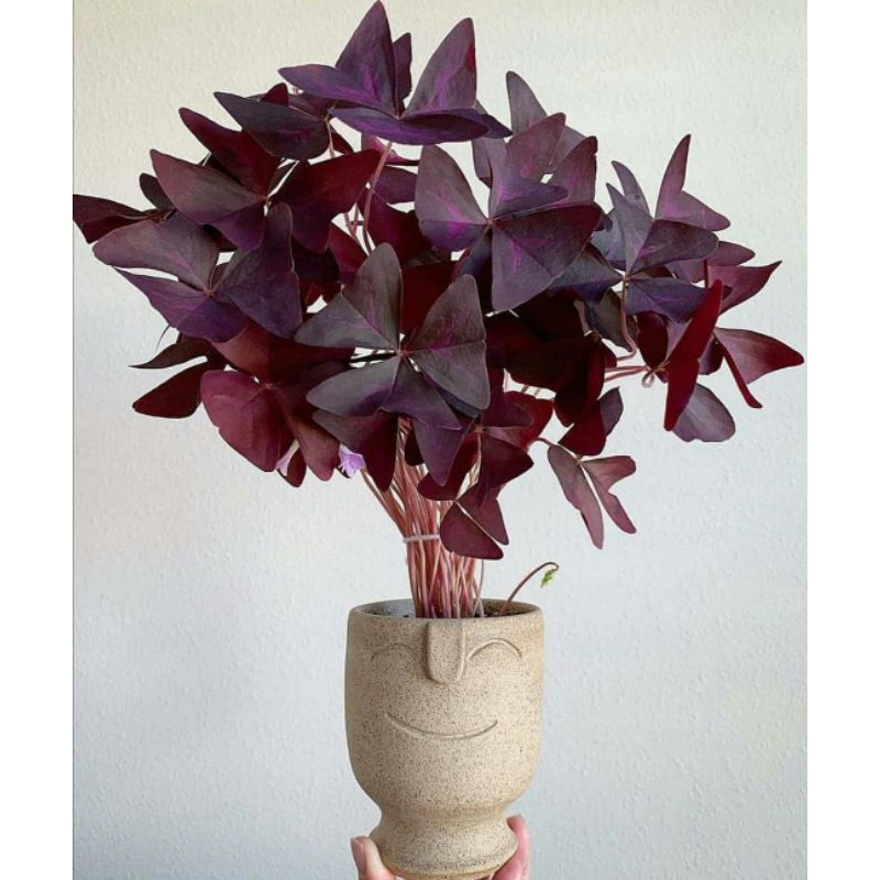 Bunga kupu-kupu rimbun/ OXALIS