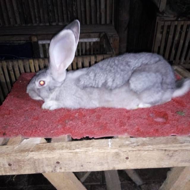Kelinci super flemish giant 3 bulan segede anjing