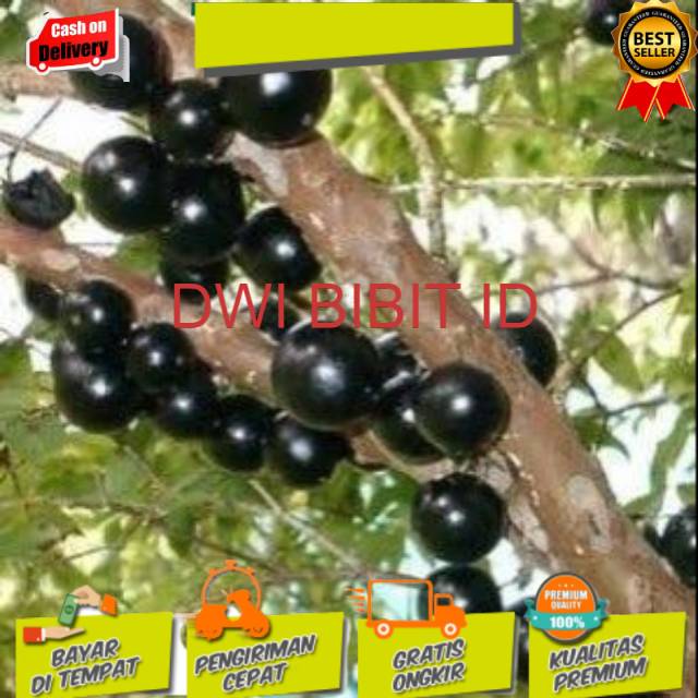 Bibit anggur pohon jenis preco valid