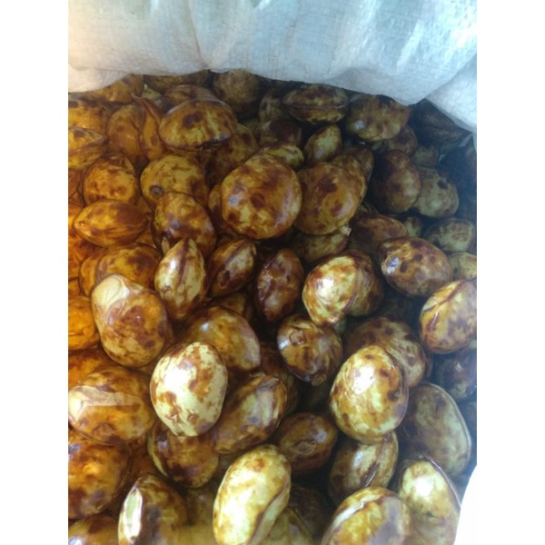 

jengkol tua