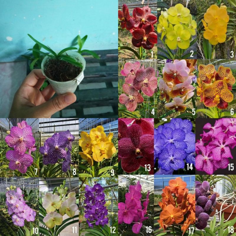 seedling anggrek Vanda hybrid