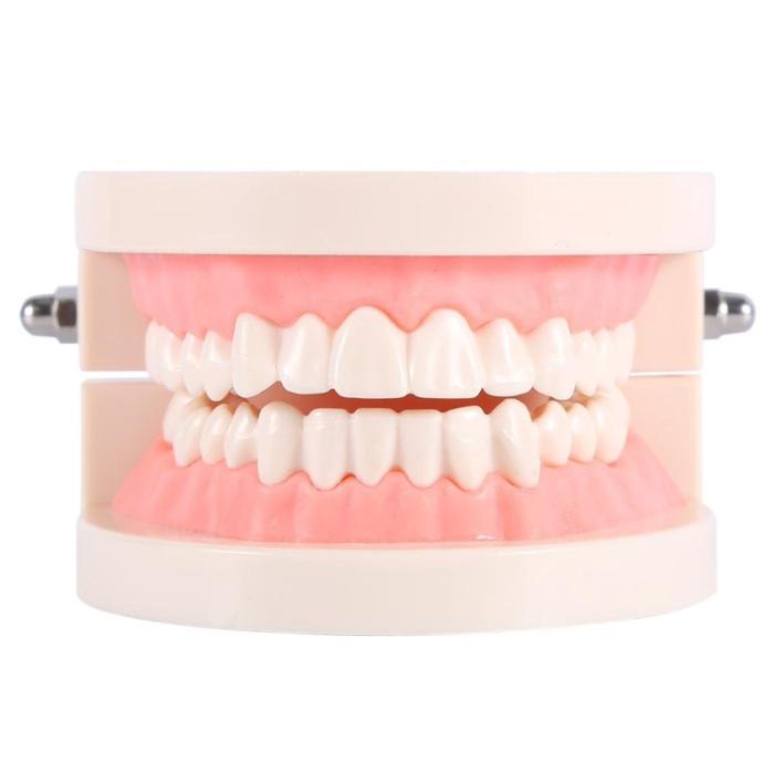 

Model Gigi Dewasa Standar Typodont Demonstration Teeth Model Study 036