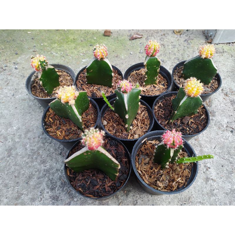 Gymnocalycium tricolor-Siklam-Kaktus Grafting