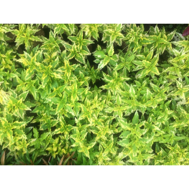 bibit miana iler coleus bent