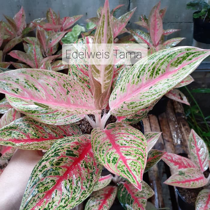 Tanaman hias Aglonema Legacy/Aglonema Red Legacy