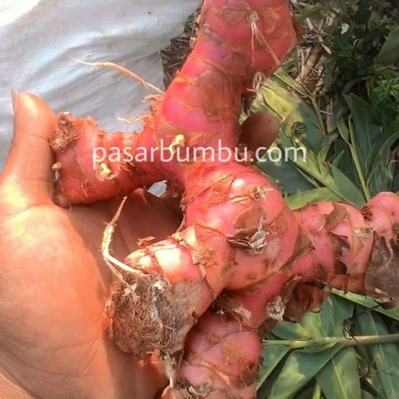 

lengkuas laos laja merah 1kg